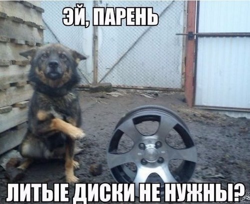 Картинка Дельфин автошкола
